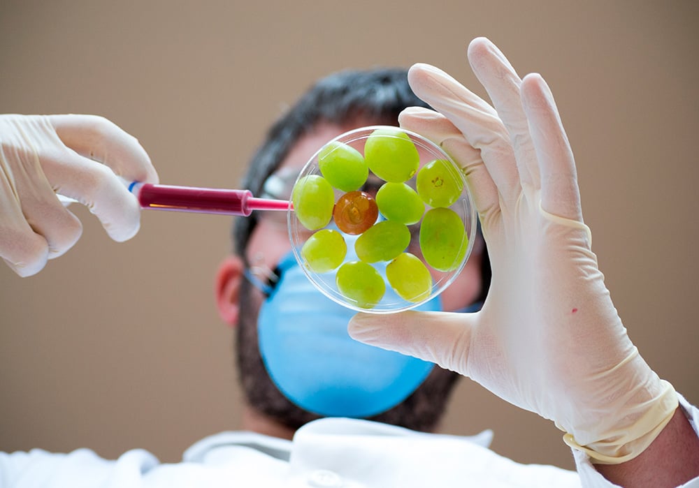 Científico especializado en innovación alimentaria toma una muestra a partir de uvas artificiales