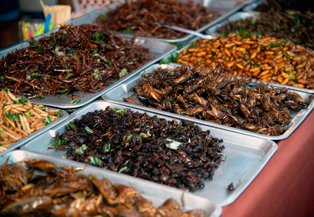 Nuevos alimentos: ¿Es seguro comer insectos?